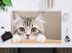 Schreibtischunterlage für Kinder und Erwachsene Maine Coon Kätzchen, aus hochwertigem Vinyl , 60 x 40 cm-Cover-your-desk New