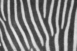 Cover-your-desk Schreibtischunterlage für Kinder und Erwachsene Zebra Muster, aus hochwertigem Vinyl , 60 x 40 cm