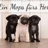 Calvendo Ein Mops fürs Herz (Wandkalender immerwährend DIN A4 quer) Discount