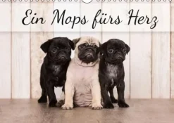 Calvendo Ein Mops fürs Herz (Wandkalender immerwährend DIN A4 quer) Discount