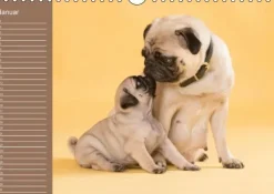 Calvendo Ein Mops fürs Herz (Wandkalender immerwährend DIN A4 quer) Discount