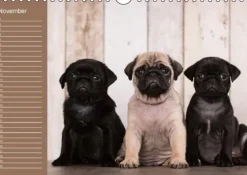 Calvendo Ein Mops fürs Herz (Wandkalender immerwährend DIN A4 quer) Discount