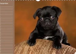 Calvendo Ein Mops fürs Herz (Wandkalender immerwährend DIN A4 quer) Discount