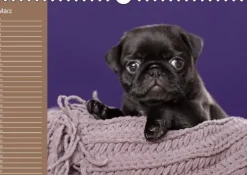 Calvendo Ein Mops fürs Herz (Wandkalender immerwährend DIN A4 quer) Discount