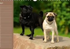 Calvendo Ein Mops fürs Herz (Wandkalender immerwährend DIN A4 quer) Discount