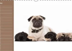 Calvendo Ein Mops fürs Herz (Wandkalender immerwährend DIN A4 quer) Discount