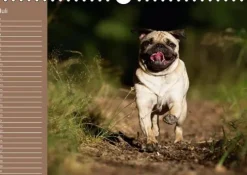 Calvendo Ein Mops fürs Herz (Wandkalender immerwährend DIN A4 quer) Discount