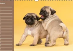 Calvendo Ein Mops fürs Herz (Wandkalender immerwährend DIN A4 quer) Discount