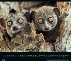 teNeues Calendars & Stationery GmbH & Co. KG GEO - GEO Edition: Tierwelten 2026 - Wandkalender 70x60 cm, Tier-Poster-Kalender mit Wildlife-Fotografie, 12 Monatsblätter & Spiralbindung inkl. Postkarten für Tier- und Naturfreunde Best