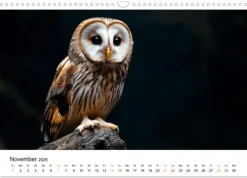 Calvendo Im Reich der Eulen (Wandkalender 2026 DIN A3 quer), Monatskalender