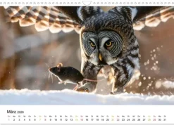 Calvendo Im Reich der Eulen (Wandkalender 2026 DIN A3 quer), Monatskalender
