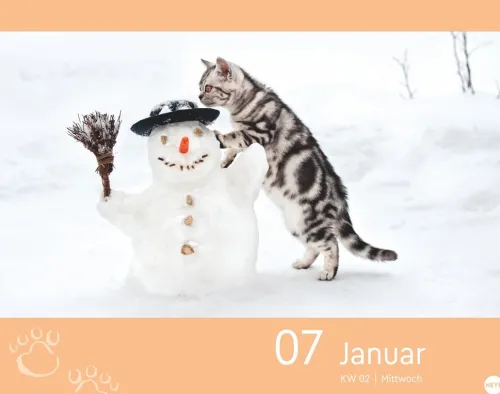 Katzen my love Tagesabreißkalender 2026-Heye Kalender