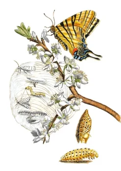 Maria Sibylla Merian - Blüten, Raupen, Schmetterlinge (Jubiläumsausgabe)-Favoritenpresse Outlet