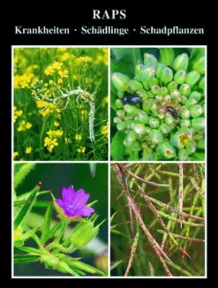 AgroConcept GmbH Raps Hot