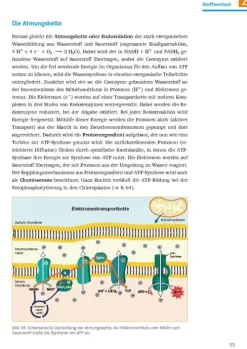 Klett Lerntraining Sicher im Abi Biologie Clearance