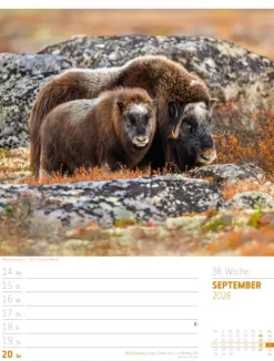 Skandinavien Wochenplaner Kalender 2026 | Der Zauber des hohen Nordens-Ackermann Kunstverlag Best
