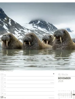 Skandinavien Wochenplaner Kalender 2026 | Der Zauber des hohen Nordens-Ackermann Kunstverlag Best