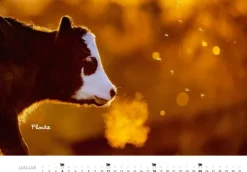 Tierkinder auf dem Bauernhof Kalender 2026-Heel Verlag GmbH Outlet