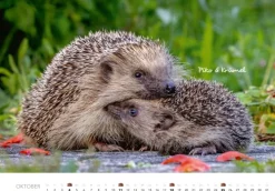 Tierkinder auf dem Bauernhof Kalender 2026-Heel Verlag GmbH Outlet