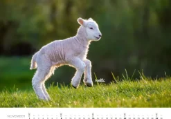 Tierkinder auf dem Bauernhof Kalender 2026-Heel Verlag GmbH Outlet