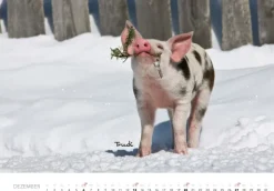 Tierkinder auf dem Bauernhof Kalender 2026-Heel Verlag GmbH Outlet