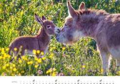 Tierkinder auf dem Bauernhof Kalender 2026-Heel Verlag GmbH Outlet