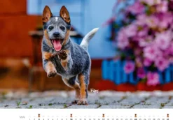 Tierkinder auf dem Bauernhof Kalender 2026-Heel Verlag GmbH Outlet