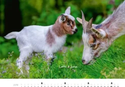 Tierkinder auf dem Bauernhof Kalender 2026-Heel Verlag GmbH Outlet