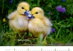Tierkinder auf dem Bauernhof Kalender 2026-Heel Verlag GmbH Outlet