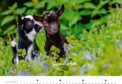 Tierkinder auf dem Bauernhof Kalender 2026-Heel Verlag GmbH Outlet