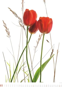 DuMont Kalenderverlag Titel DUMONT Best of Flora 2026 - Blumen-Kalender 50 x 70 cm, Foto-Poster im Großformat von Tan Kadam für Kunst- & Pflanzenliebhaber Hot
