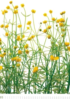 DuMont Kalenderverlag Titel DUMONT Best of Flora 2026 - Blumen-Kalender 50 x 70 cm, Foto-Poster im Großformat von Tan Kadam für Kunst- & Pflanzenliebhaber Hot