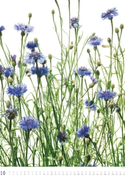 DuMont Kalenderverlag Titel DUMONT Best of Flora 2026 - Blumen-Kalender 50 x 70 cm, Foto-Poster im Großformat von Tan Kadam für Kunst- & Pflanzenliebhaber Hot