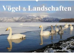 Calvendo Vögel & Landschaften (Wandkalender 2026 DIN A2 quer), Monatskalender Best