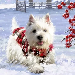 Wandkalender - Wunderbare Hunde-Weihnacht-Coppenrath Online