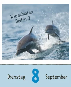 Wie faul ist das Faultier? 2026-Korsch Verlag GmbH Hot