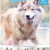 Wölfe. Zarte Aquarelle von beeindruckenden Tieren (Wandkalender 2026 DIN A3 hoch), Monatskalender-Calvendo Clearance