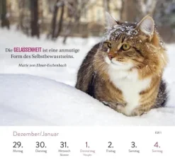 Groh Verlag Wochenkalender 2026: Kluge Katzen Online